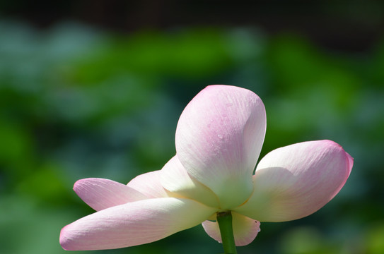 夏荷