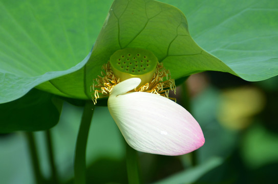 夏荷