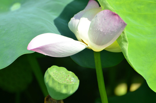 夏荷