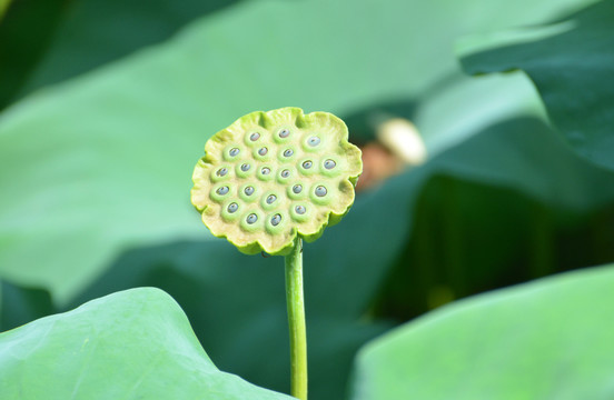 夏荷