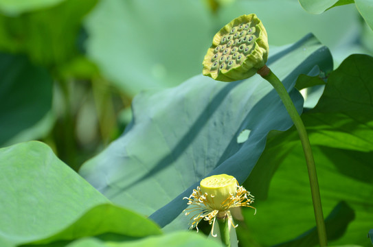 夏荷