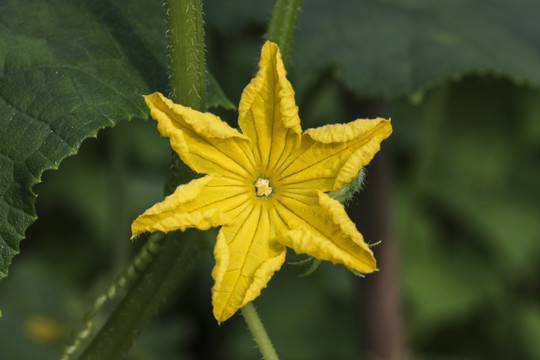 黄瓜花