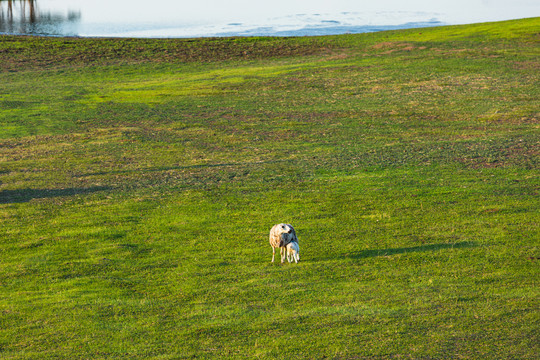 草原母子羊