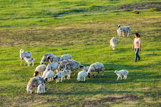 女人羊群夏季草地
