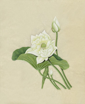 白莲花水彩花卉国画装饰画