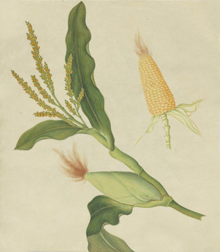 玉米水彩花卉国画装饰画