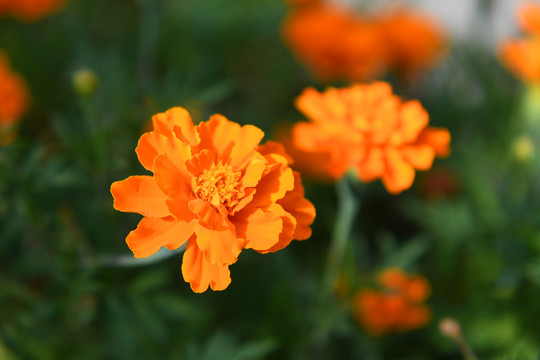 盛开的橙黄色的万寿菊花朵
