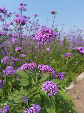 紫色花海