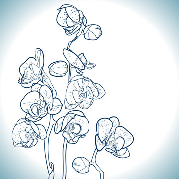 蓝色素描兰花插图