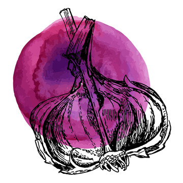 紫色水彩大蒜插图