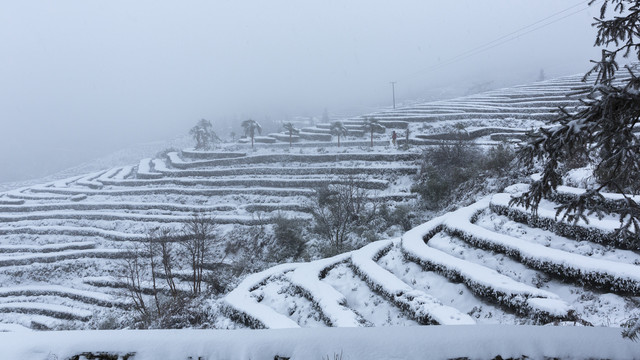 四川永兴茶场冬季茶山雪景