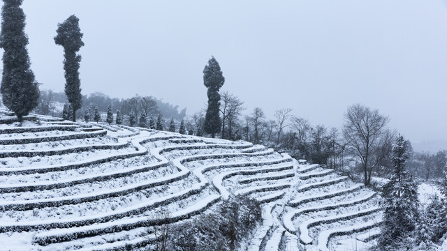 四川永兴茶场冬季茶山雪景