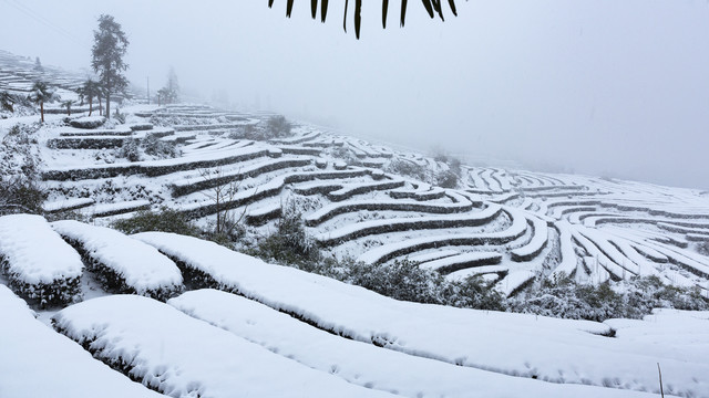 四川永兴茶场冬季茶山雪景