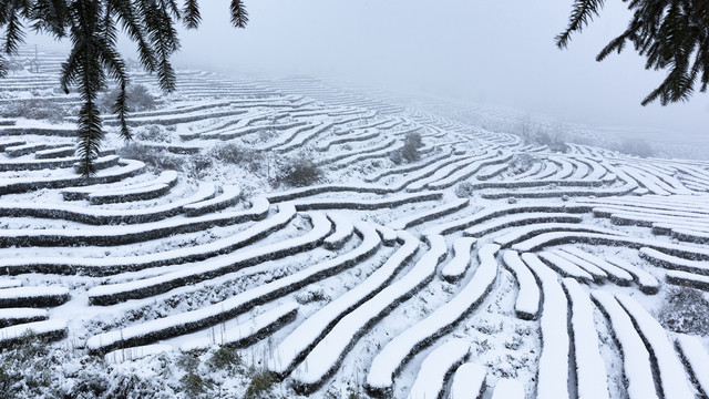 四川永兴茶场冬季茶山雪景