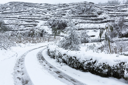 四川省永兴茶场冬季茶山雪景