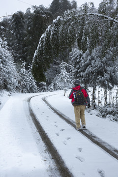 四川省永兴茶场冬季茶山雪景