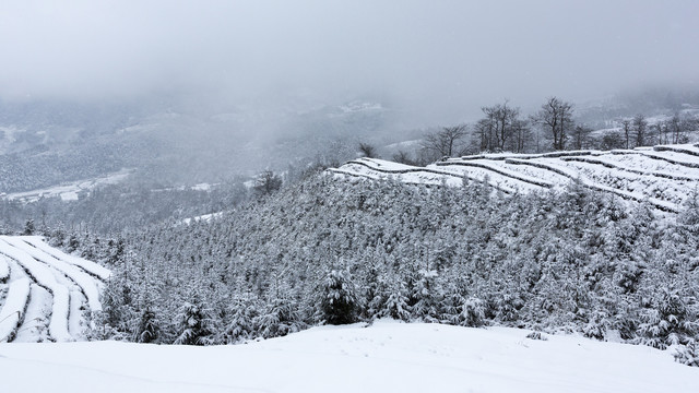 四川省永兴茶场冬季茶山雪景