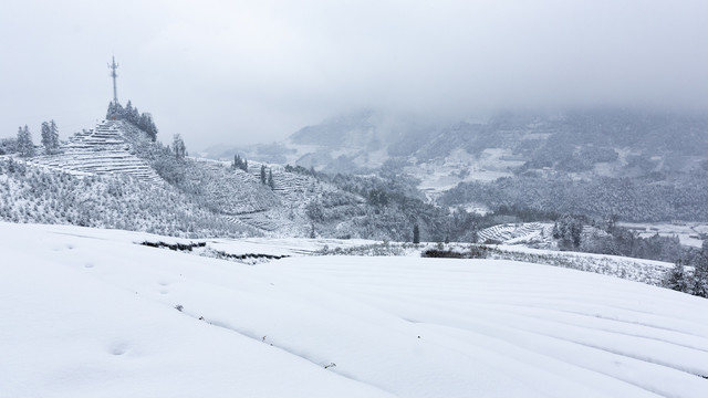 四川省永兴茶场冬季茶山雪景