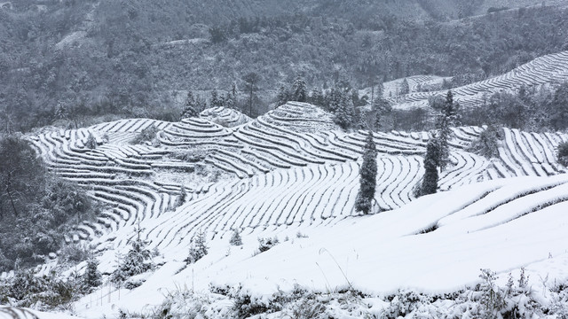 四川省永兴茶场冬季茶山雪景