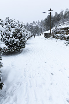 四川省永兴茶场冬季茶山雪景