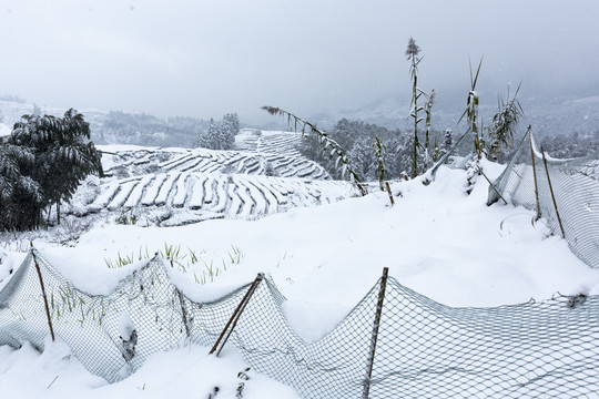 四川省永兴茶场冬季茶山雪景