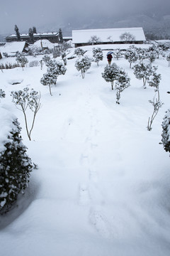 四川省永兴茶场冬季茶山雪景