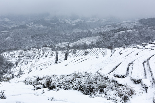 四川省永兴茶场冬季茶山雪景