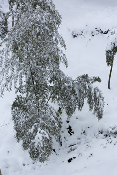 四川省永兴茶场冬季茶山雪景