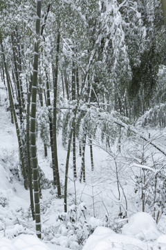 四川省永兴茶场冬季茶山雪景