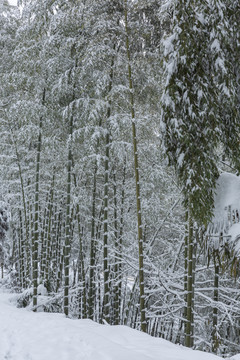 四川省永兴茶场冬季茶山雪景