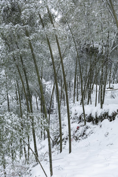 四川省永兴茶场冬季茶山雪景