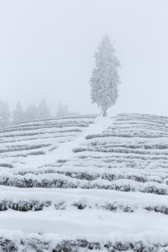 宜宾珙县鹿鸣茶山冬季风光