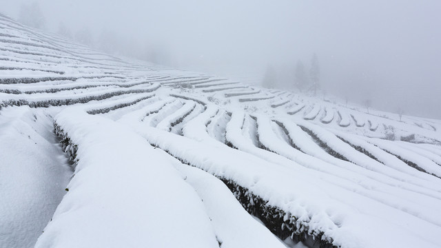 宜宾珙县鹿鸣茶山冬季风光