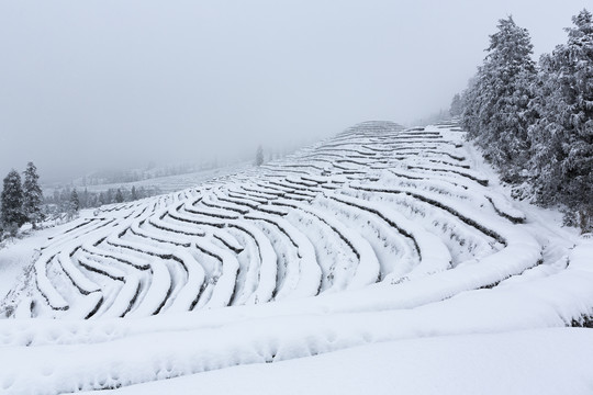 四川省永兴茶场冬季茶山风光