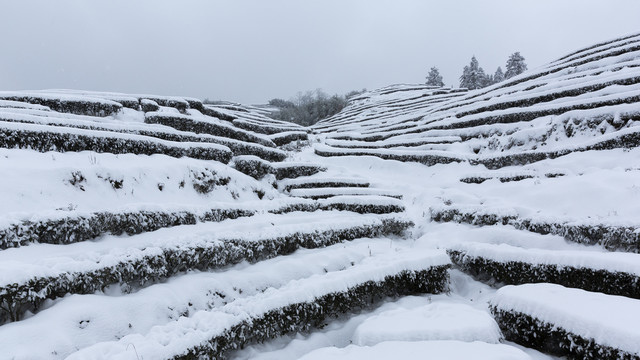 四川省永兴茶场冬季茶山风光