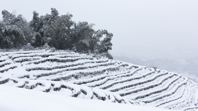 四川省永兴茶场冬季茶山风光