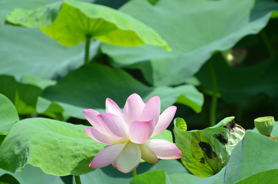 夏荷