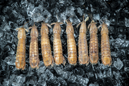 冰块上的皮皮虾