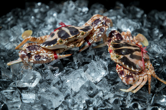 冰块上的花蟹