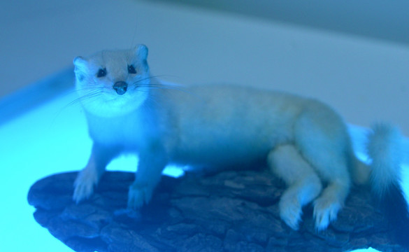 北极野生动物标本白鼬