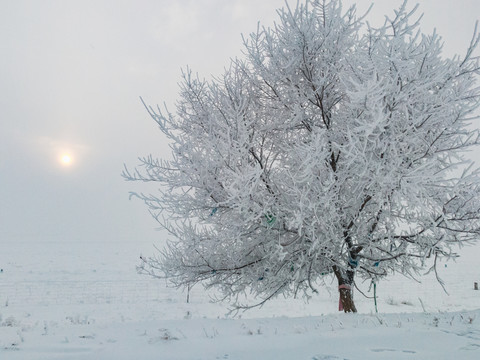 冬季雪原一棵树雾凇