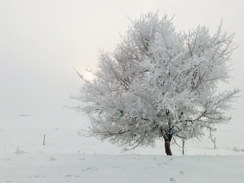 雪地一棵树雾凇