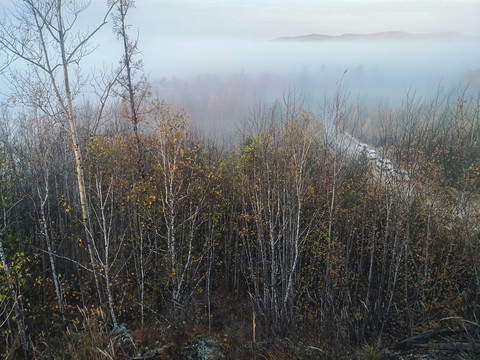 秋季森林清晨云雾