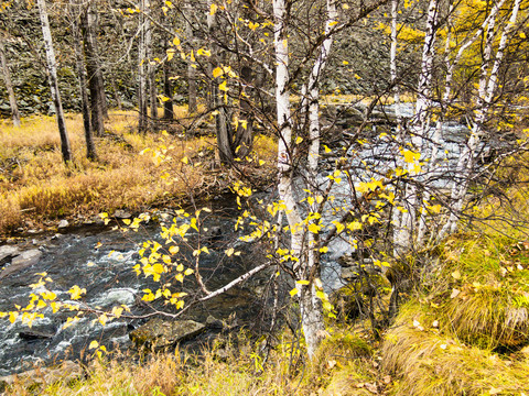 河边秋季白桦林