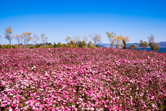 花海