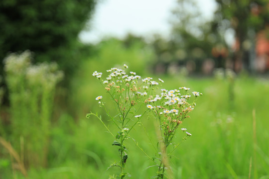 路边的野花