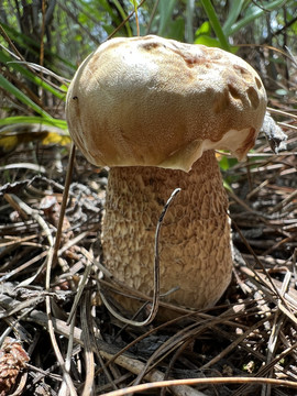 黑牛肝菌