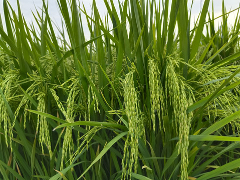 田园长粒米