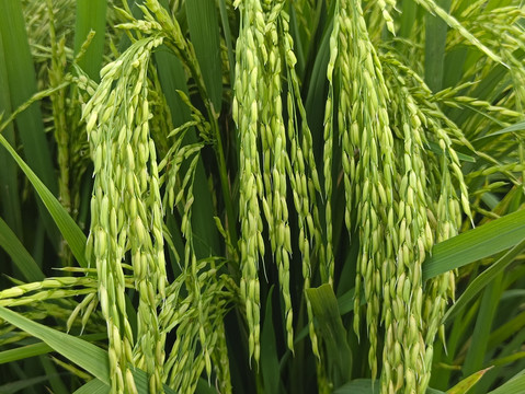 长长的稻米