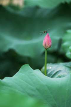 荷花与蜻蜓